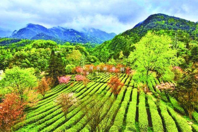 世界名山 茶和天下 —— 2023年来自“世界绿茶黄金产区”峨眉雪芽的辉煌业绩